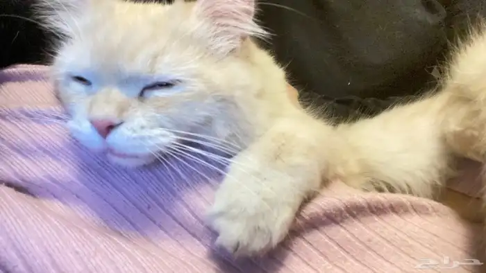 قط صغير للتبني لقيته 3