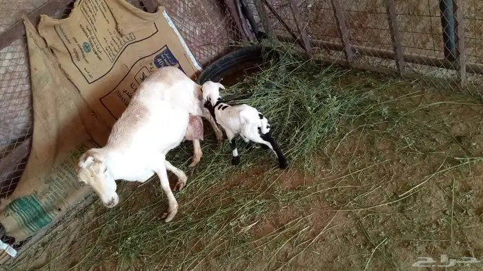 رفيديه والد 0