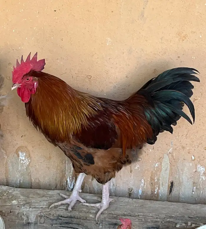 دجاج بياض فرنسي احجام كبيره 1