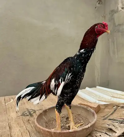 جوز سندي بيور index