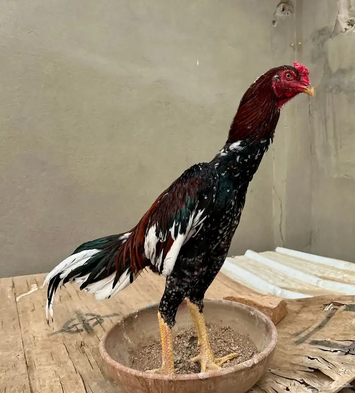 جوز سندي بيور 2