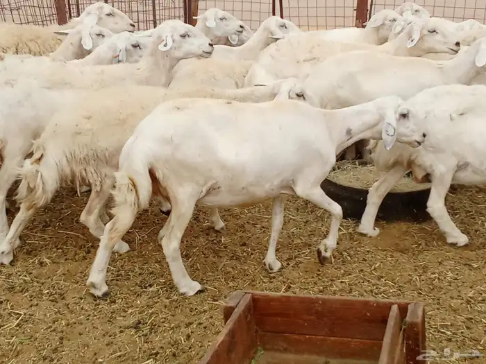 العدد 33دفيع تحتها واحد 1