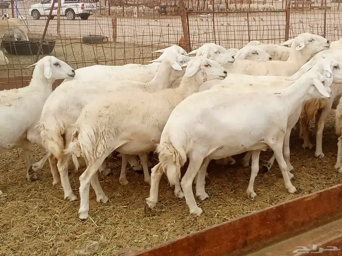 العدد 33دفيع تحتها واحد 3