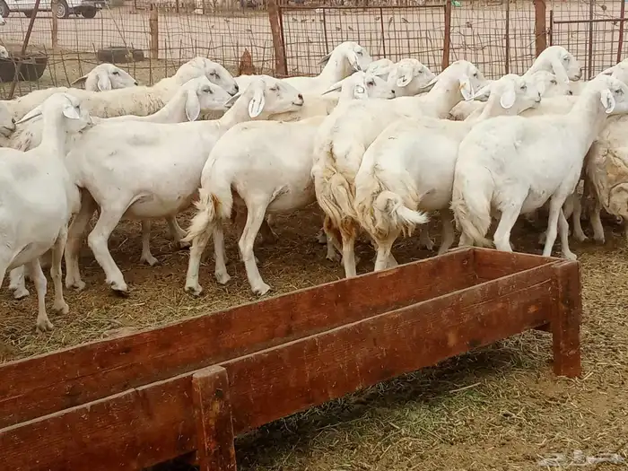 العدد 33دفيع تحتها واحد 8