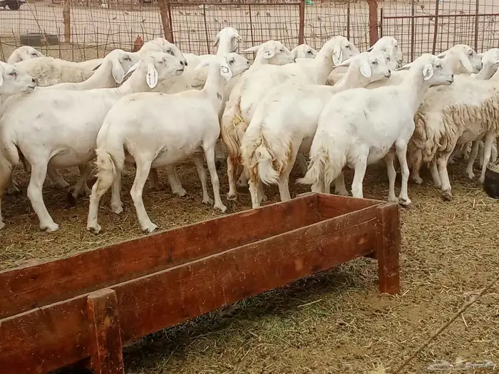 العدد 33دفيع تحتها واحد 7