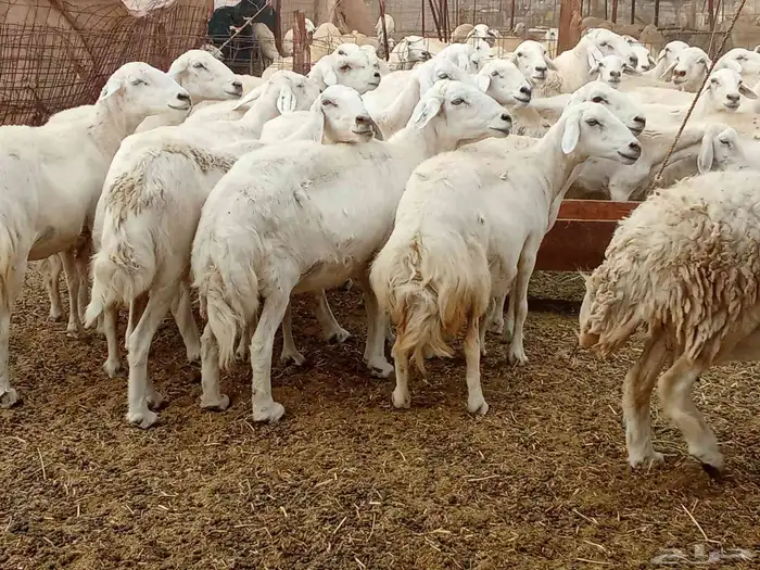 العدد 33دفيع تحتها واحد 5