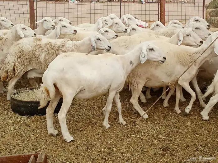 العدد 33دفيع تحتها واحد 2