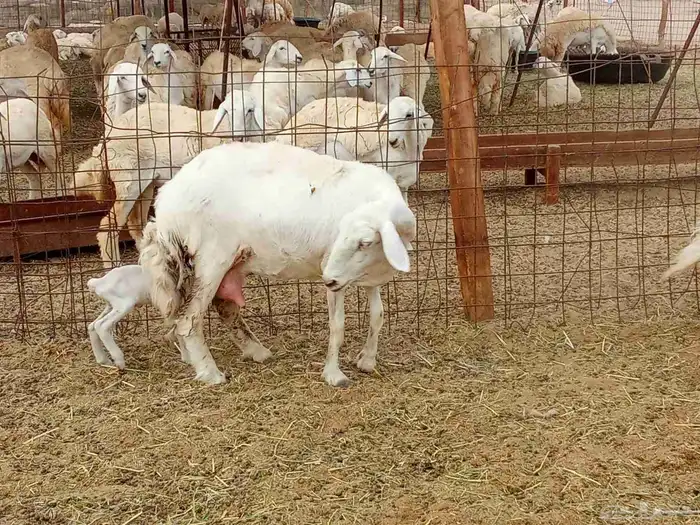 العدد 33دفيع تحتها واحد 0