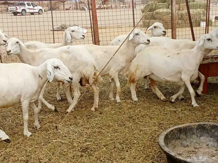 العدد 33دفيع تحتها واحد 6