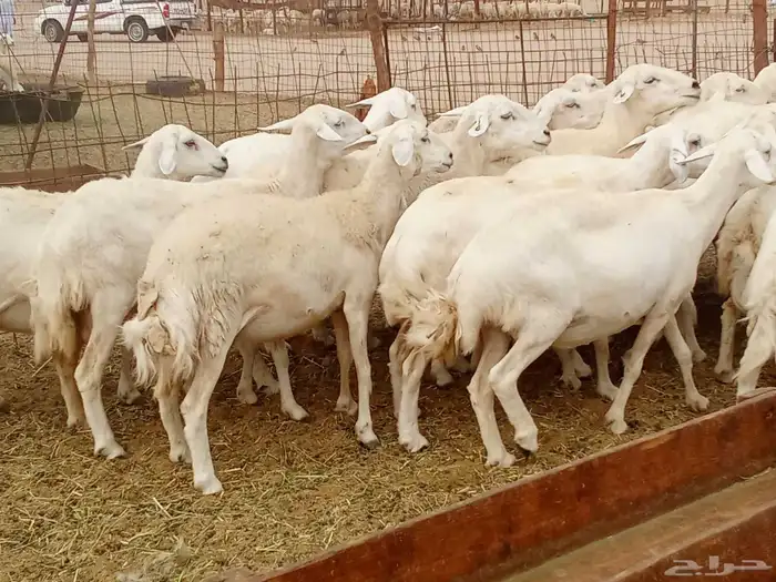 العدد 33دفيع تحتها واحد 4