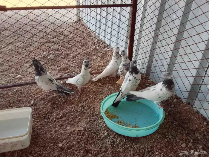 حمام الباكستاني 1