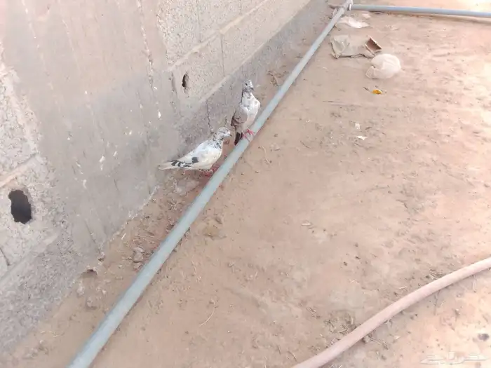 السلام عليكم ورحمه الله وبركاته جوز حمام بكستاني 0