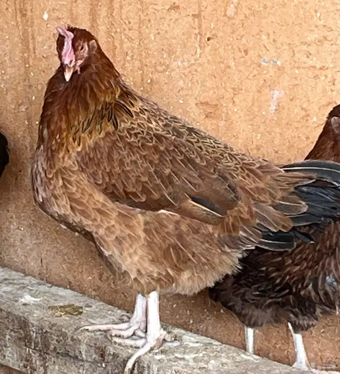 دجاج بياض فرنسي احجام كبيره 5