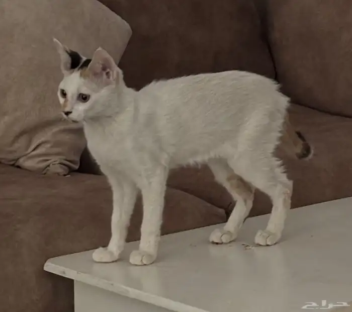 2قطط ذكر ميكس شراري 1