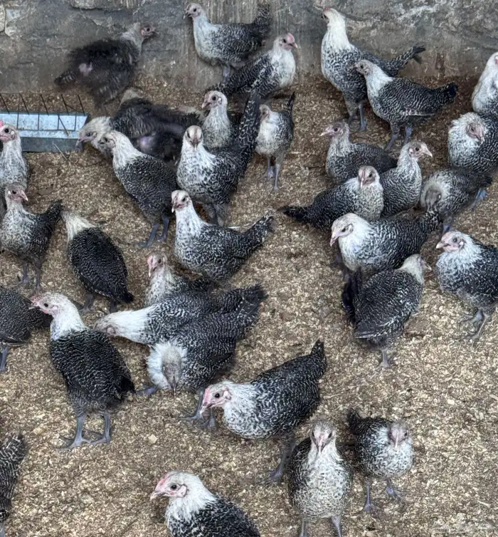 للبيع دجاج فيومي 0