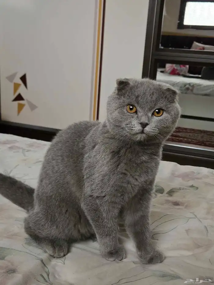 ذكر بالغ سكوتش فولد للبيع 0