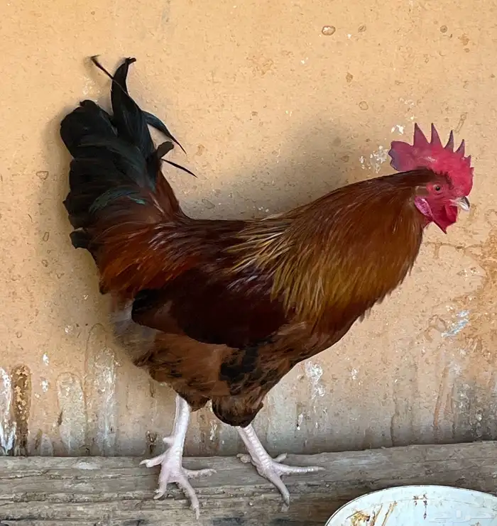 دجاج بياض فرنسي احجام كبيره 0