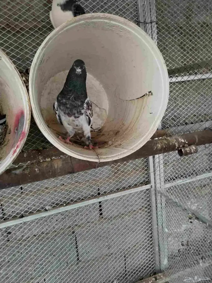 السلام عليكم 0