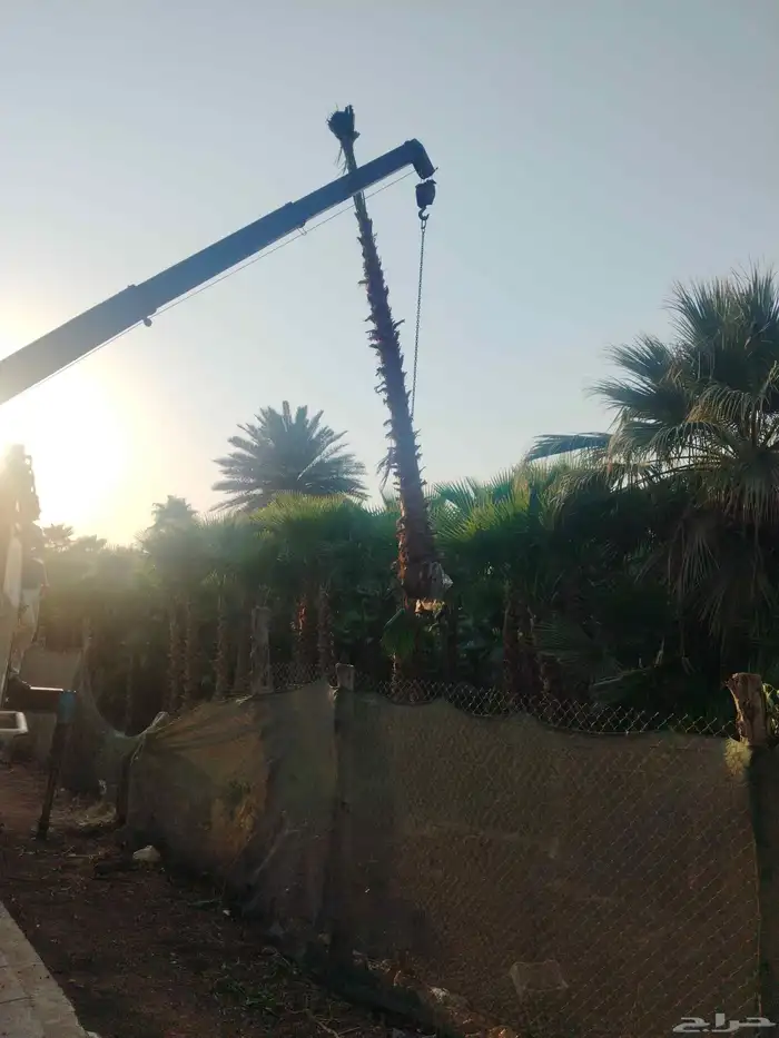 نخل وشنطن زينه ونخل عربي وأشجار 2