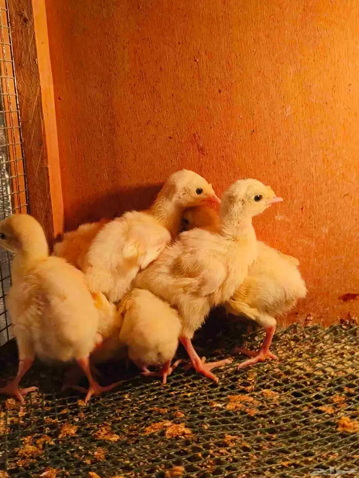 فروخ رومي تم تم البيع 2