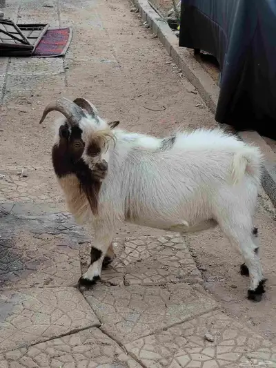 تيس قزمي ماديسو index