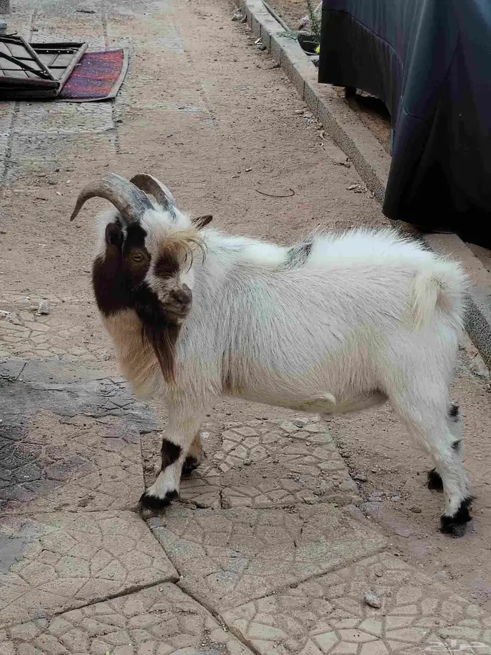 تيس قزمي ماديسو 1