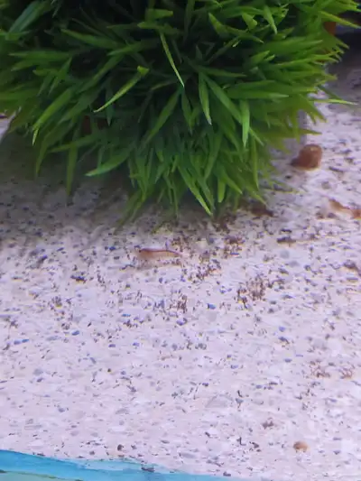 شرمب برتقالي للبيع Orange Shrimp index