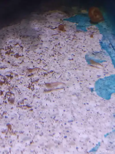 شرمب برتقالي للبيع Orange Shrimp index