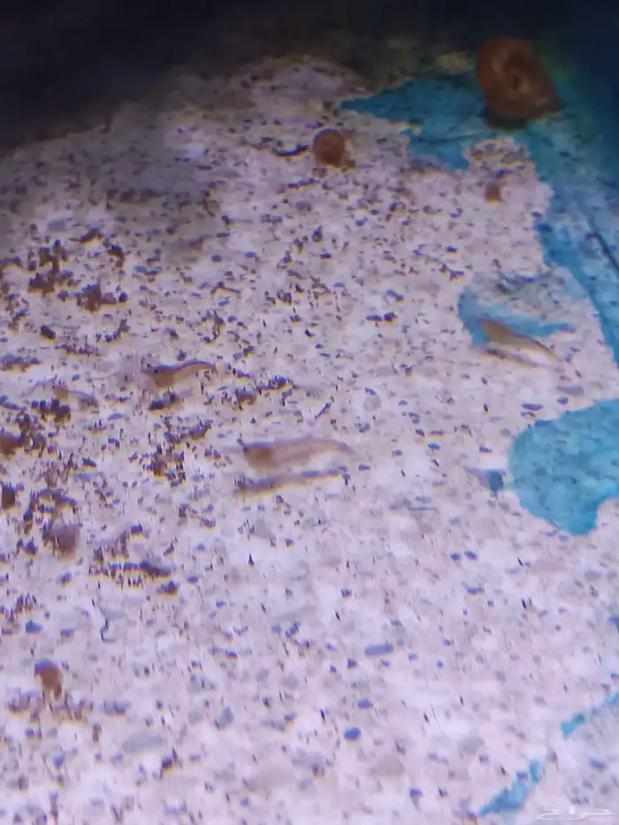 شرمب برتقالي للبيع Orange Shrimp 2