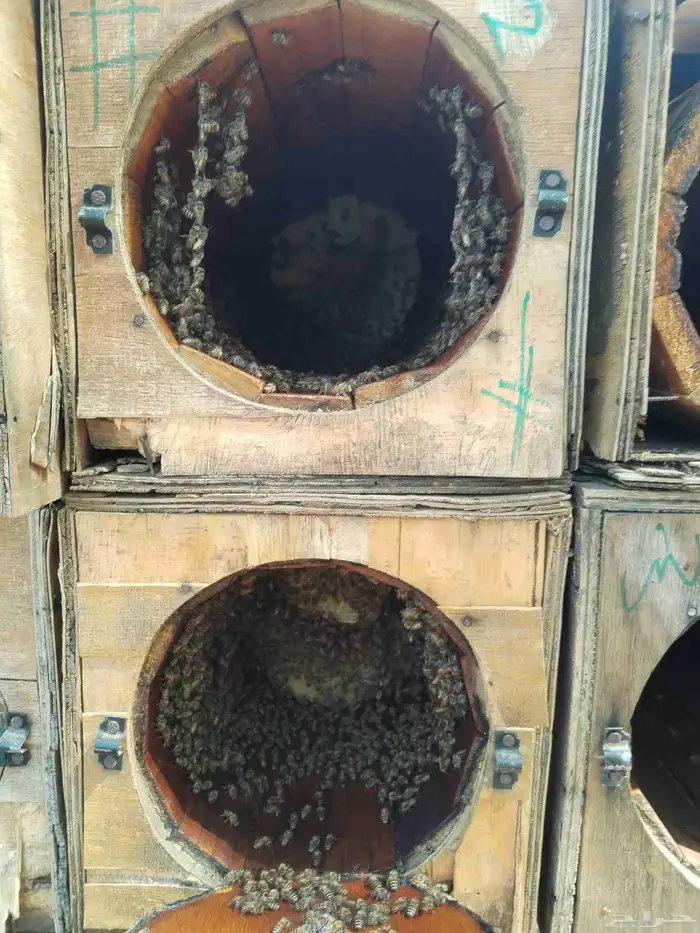 نحل للبيع كفو 12