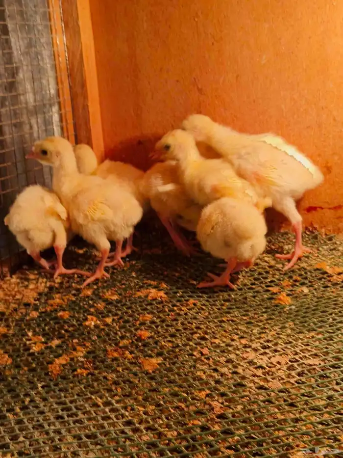 فروخ رومي تم تم البيع 0