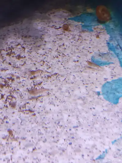 شرمب برتقالي للبيع Orange Shrimp index