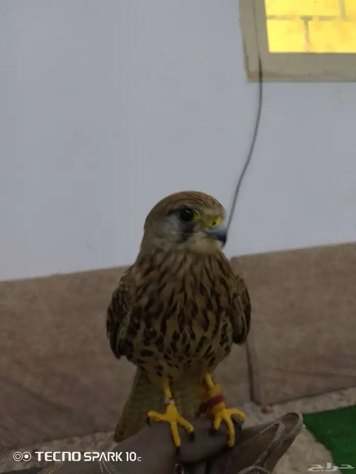 شبوط وباشق البيع 4