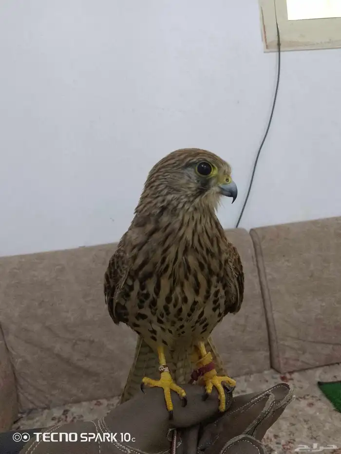 شبوط وباشق البيع 1