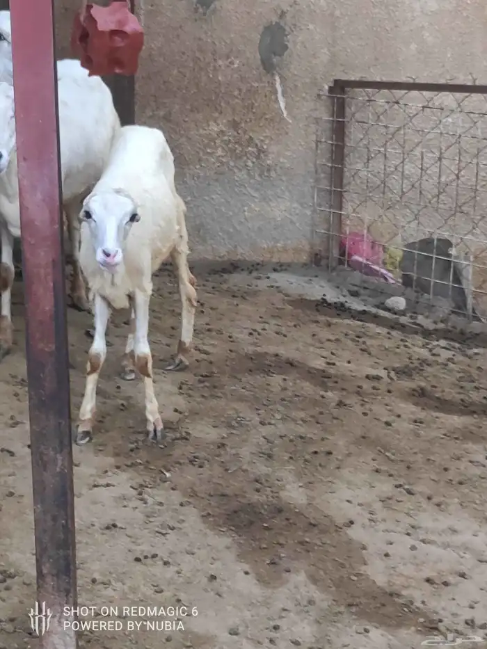 نعجة مع رخل للبيع 1