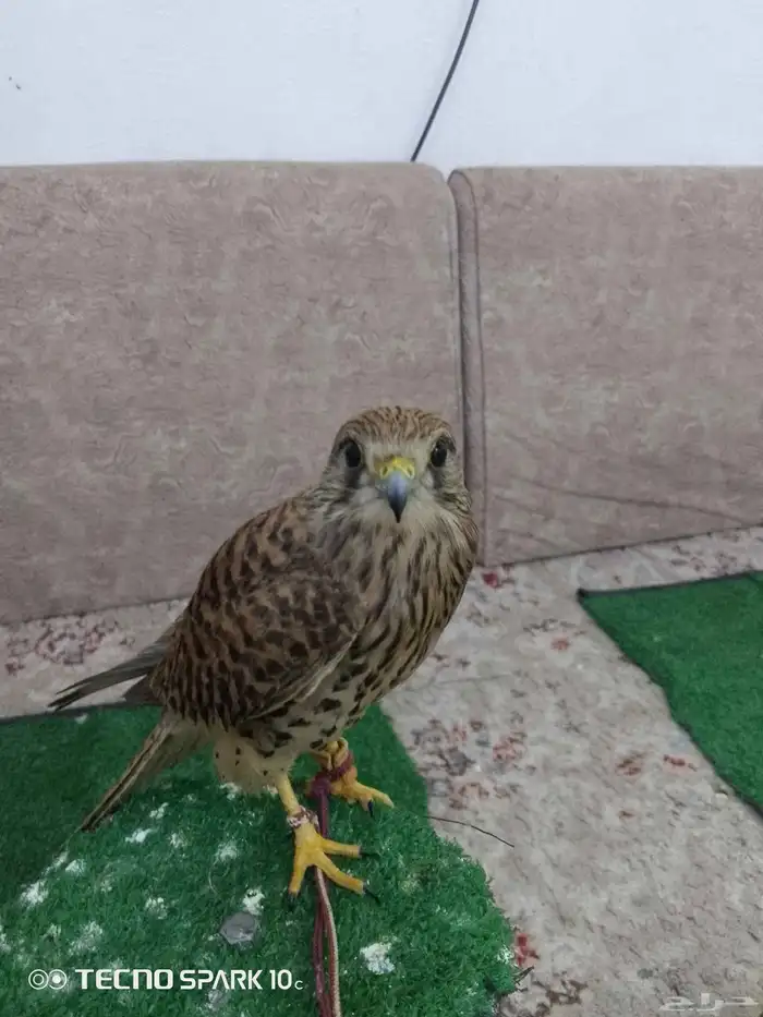 شبوط وباشق البيع 3