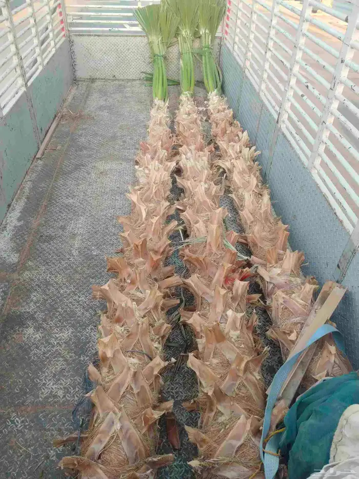 نخل وشنطن زينه ونخل عربي وأشجار 3