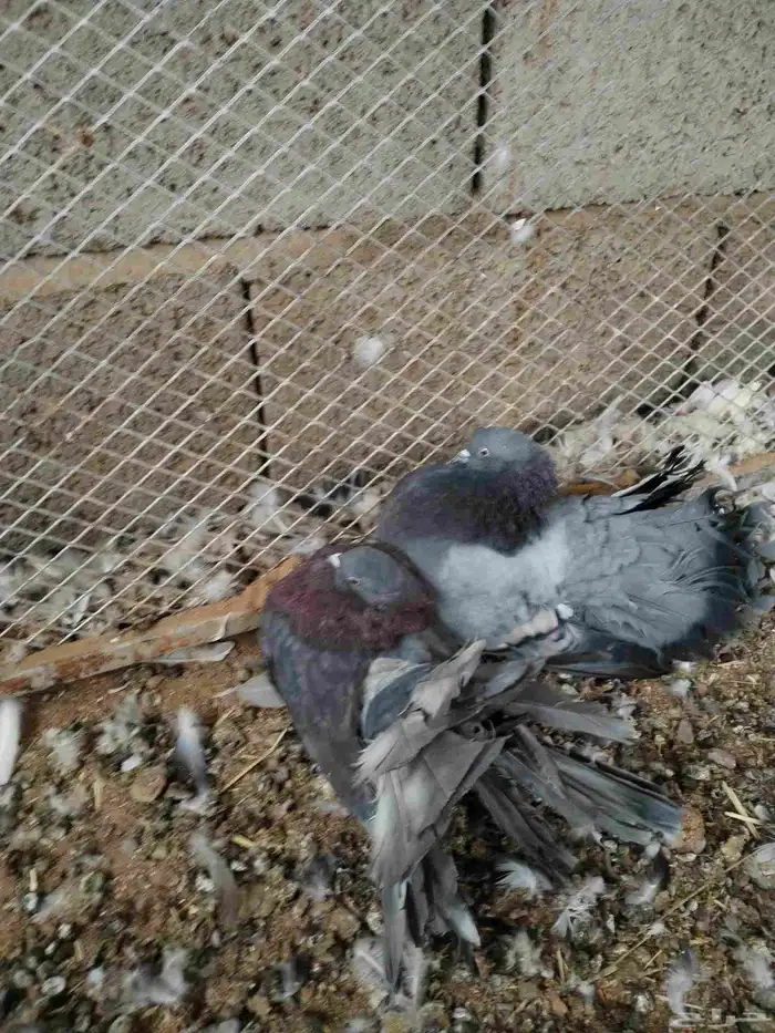 السلام عليكم حمام قطيفي 1