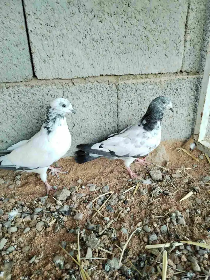 السلام عليكم حمام قطيفي 2