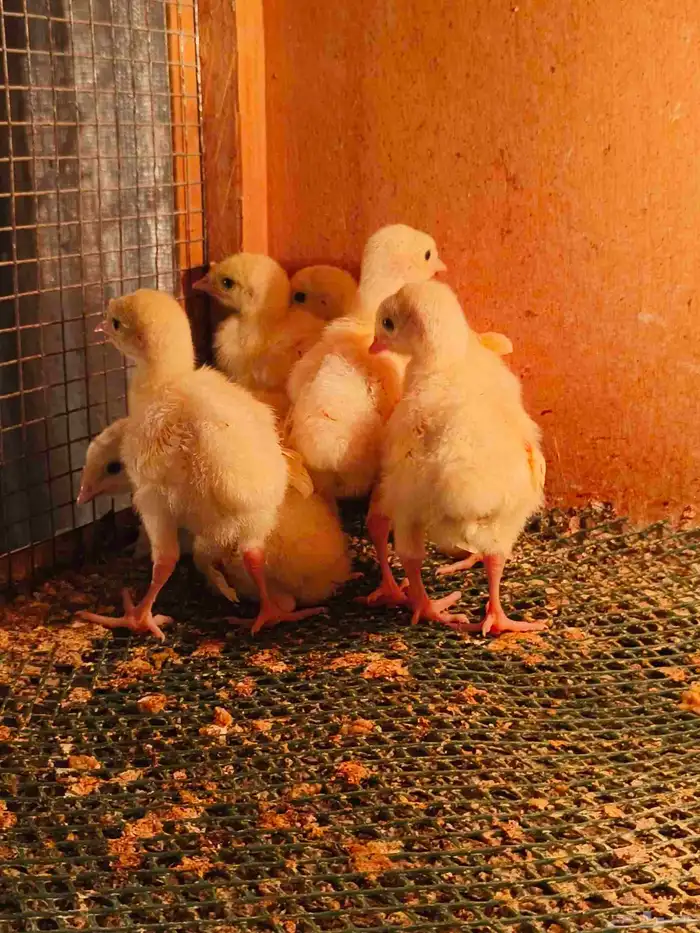 فروخ رومي تم تم البيع 1