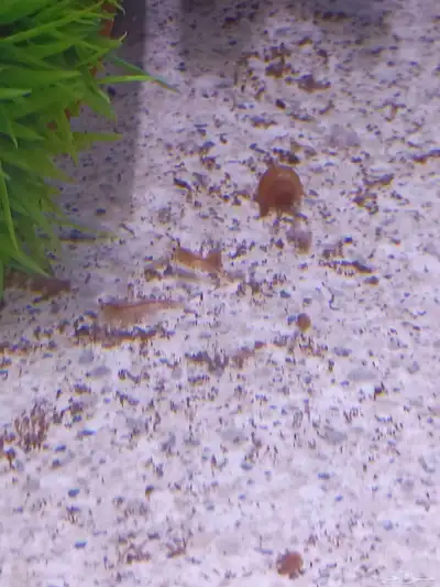 شرمب برتقالي للبيع Orange Shrimp index