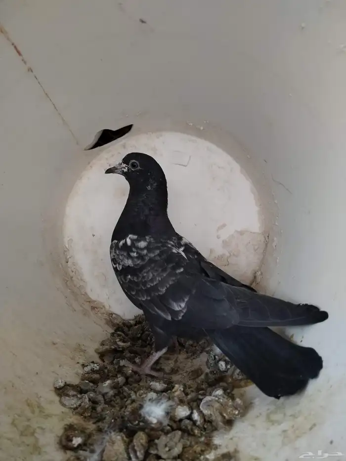 السلام عليكم 2