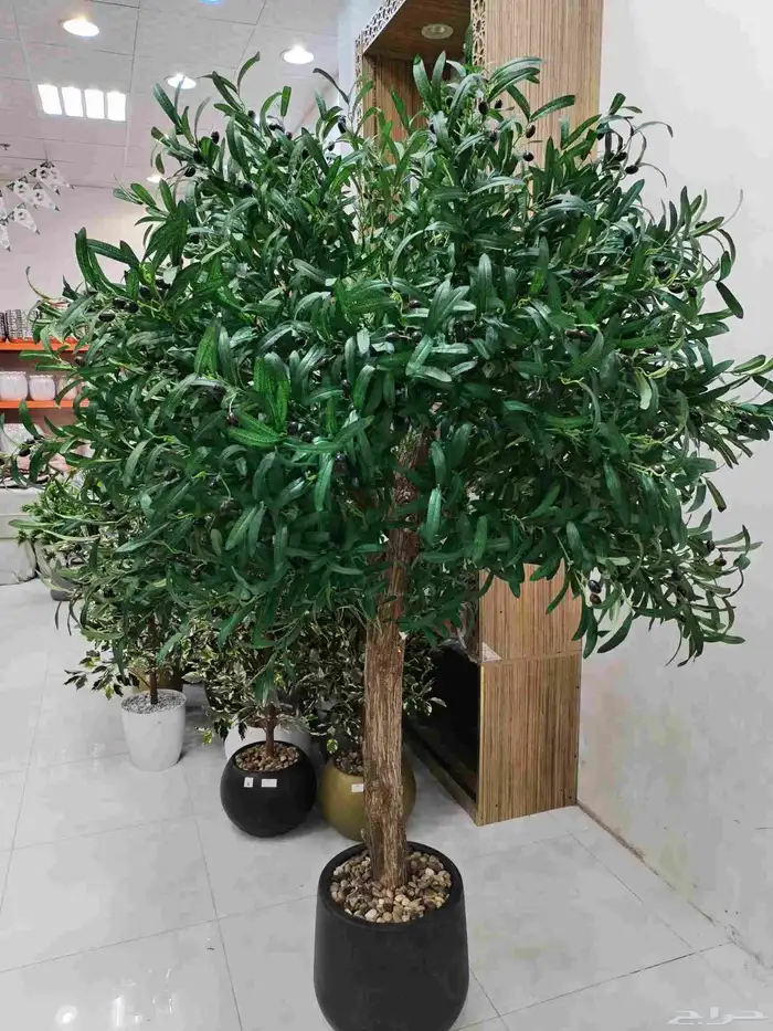 شجر زيتون صناعي وجذع طبيعي تصلح للممرات ومداخل الشقق والكفها 1