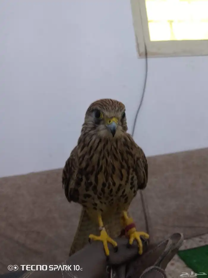 شبوط وباشق البيع 2