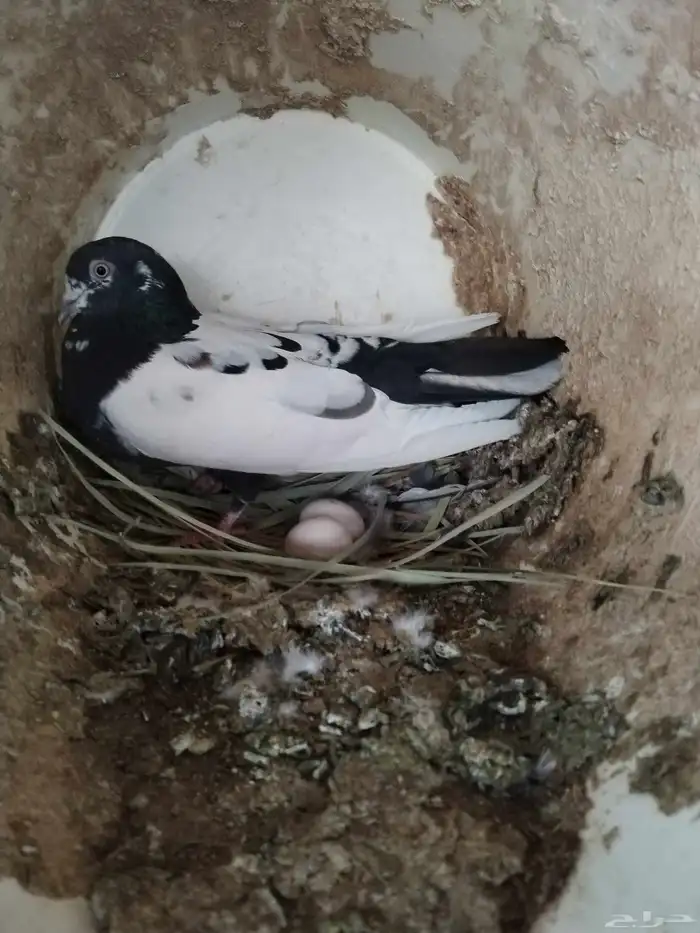 السلام عليكم 1