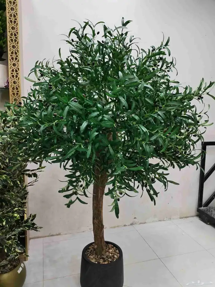 شجر زيتون صناعي وجذع طبيعي تصلح للممرات ومداخل الشقق والكفها 2