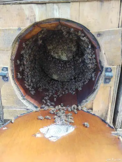 نحل للبيع كفو index