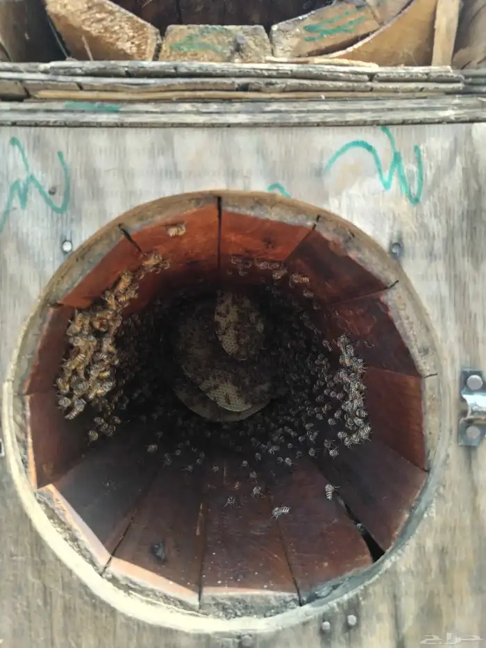 نحل للبيع كفو 13