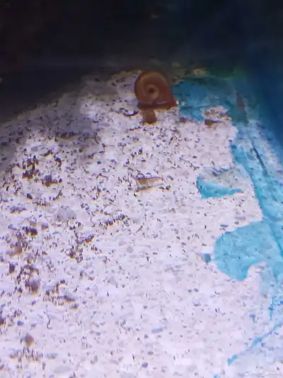 شرمب برتقالي للبيع Orange Shrimp index