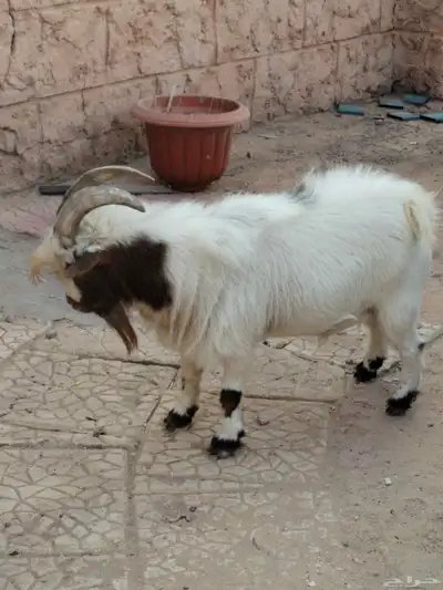 تيس قزمي ماديسو index